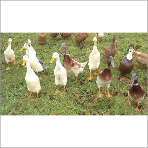 White Indian Runner Duck