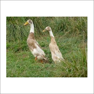 Indian Breed Runner Duck