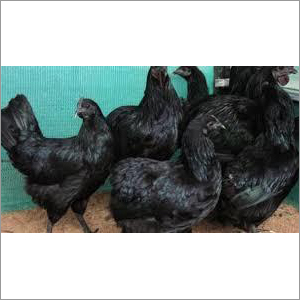 Poultry Kadaknath Chicken