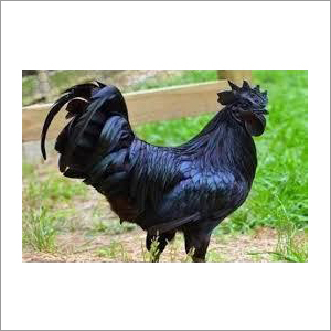 Kadaknath Black  Breed Chicken