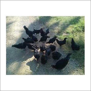 Black Breed  Chicken