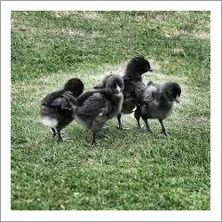 Black Kadaknath Baby Chicks