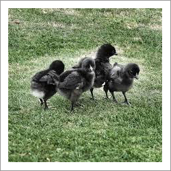Kadaknath Baby Chicks