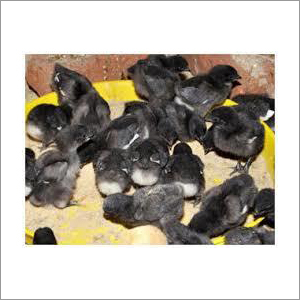 Kadaknath Chicks