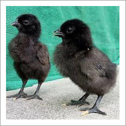 Black Organic Kadaknath Chicks