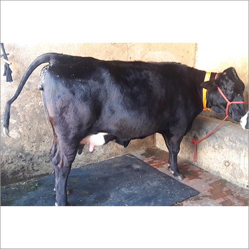 HF Black Cow