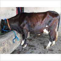 HF Dairy Cow