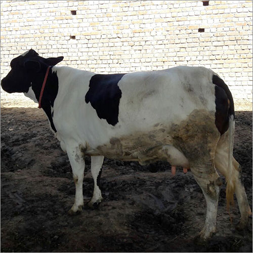 Black And White Hf Cow Gender: Female