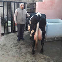 Indian Jersey Cow