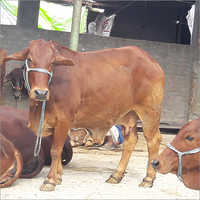 Pure Jersey Cow