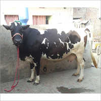 HF Jersey Cow