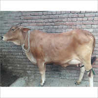 Rathi Cow - Female, 2-5 Years, Brown With White Patches | Premium Dairy Breed, Healthily Raised With Nutritious Feed