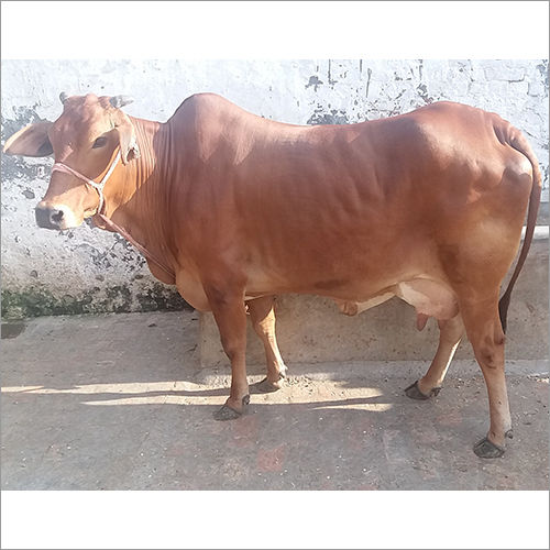 Dairy Sahiwal Cow