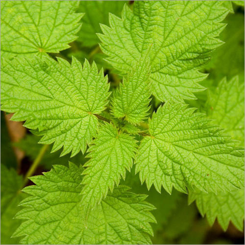 Nettle Leaf Extract