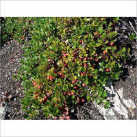 Bearberry Extract