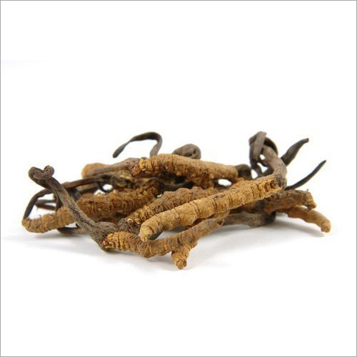 Cordyceps Extract