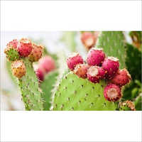 Prickly Pear Extract