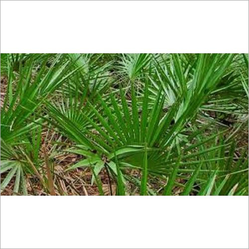 Saw Palmetto Extract