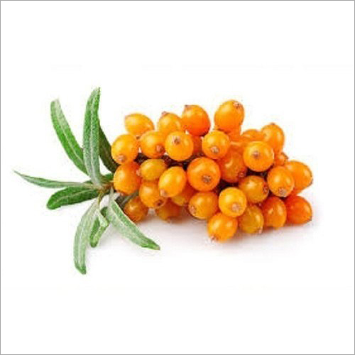 Sea Buckthorn Extracts Powder