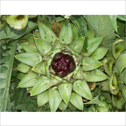 Artichoke Extract