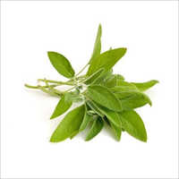 Sage Leaf Extract