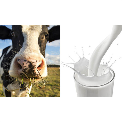Pure Cow Milk
