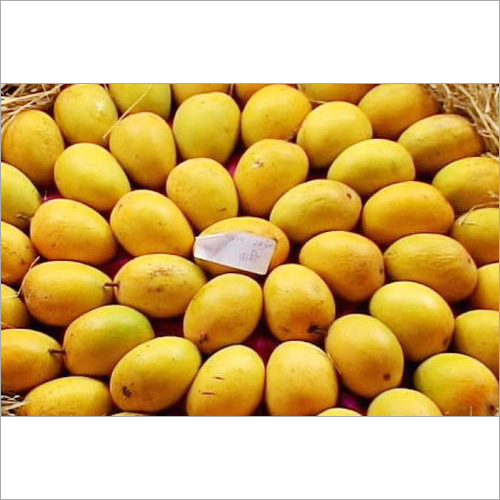 Alphonso Mangoes