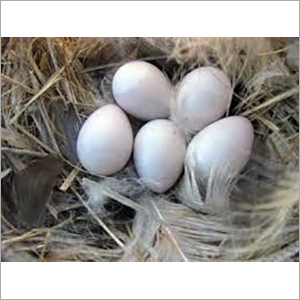 Small White Egg