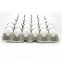 Large White Egg