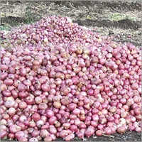 Natural Onion - Nutrient-Rich Fresh Red Pink & White Varieties | Packed with Folic Acid Iron and Protein Ideal for Salad and Cooking