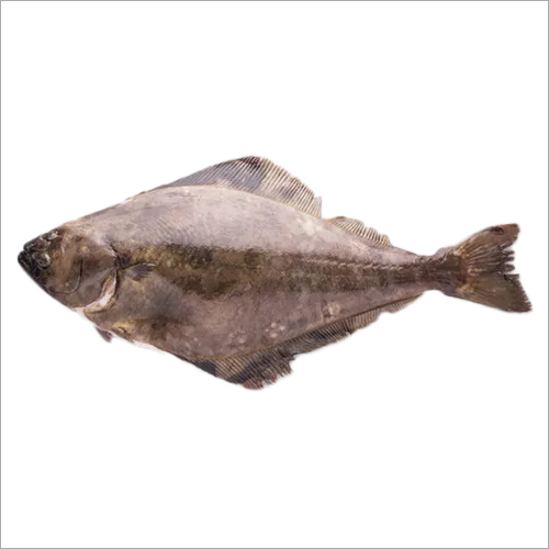 Halibut Fish