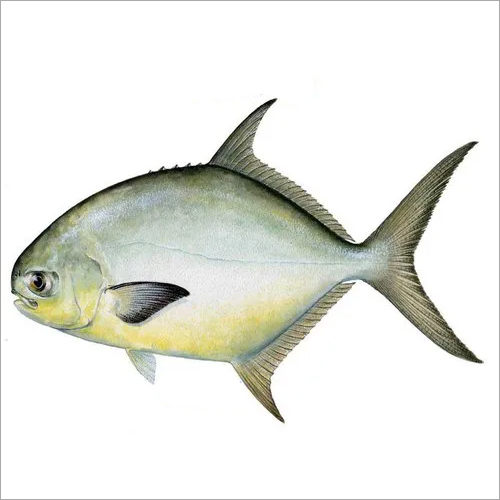 Pompano Fish