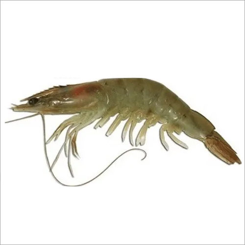 Fresh Prawn