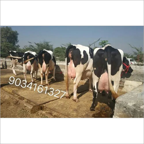 Holstein Friesian Milking Cow