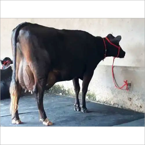 Cross Breed cow