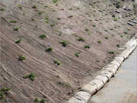 Slope Erosion Control Jute Geotextile - Color: Light Brown