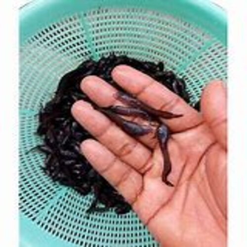 Desi Magur Fish Seed - Diameter: 3 To 6 Mm Millimeter (mm)