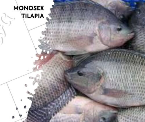 Monosex Tilapia Fish Seed