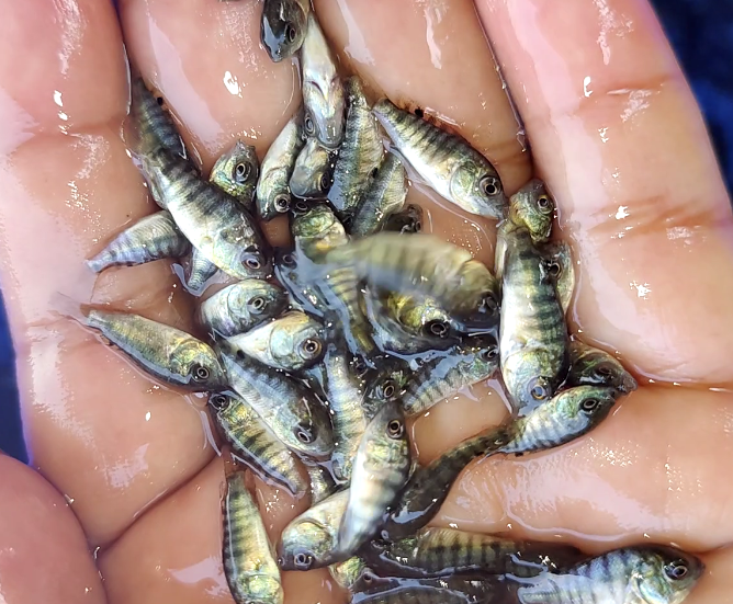 Monosex Tilapia Fish Seed - Material: As Per Requirements