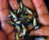 Monosex Tilapia Fish Seed - Customizable Size And Shape | Ideal For Aquaculture And Sustainable Fish Farming