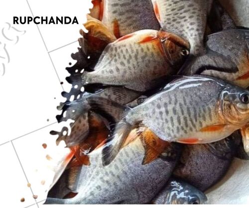 Roopchand Fish Seed