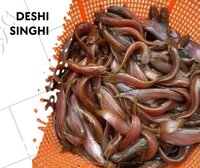 Singhi Fish Seed - Material: As Per Requirements