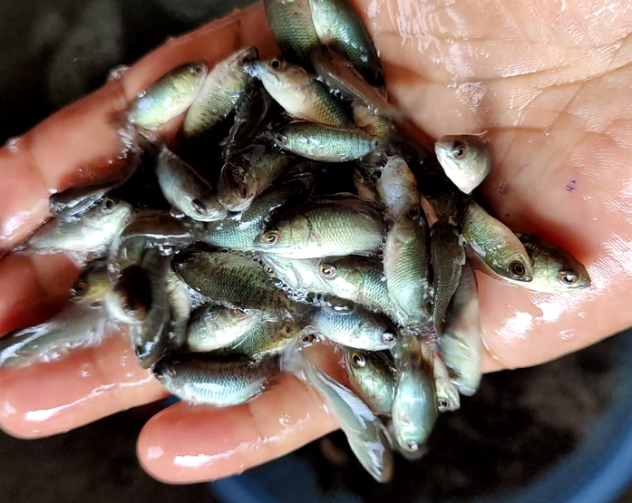 Vietnam Koi Fish Seed - Freshwater Air-Breathing Anabas Species for Pond Culture , High-Growth Potential in Diverse Aquatic Environments