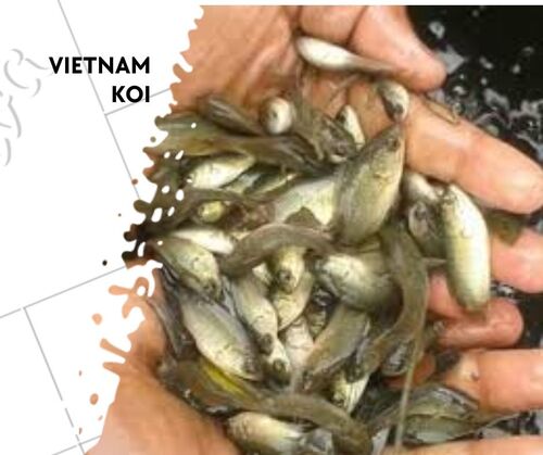 Vietnam Koi Fish Seed