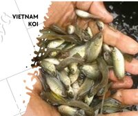 Vietnam Koi Fish Seed