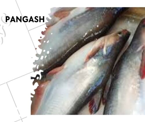 Big Pangasius Fish Seed By ANAND KRISHI KHAMAR