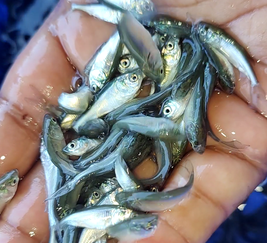 Big Pangasius Fish Seed