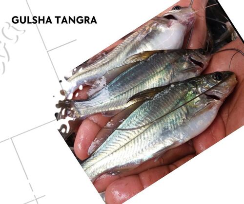Gulsha Tangra Fish Seed