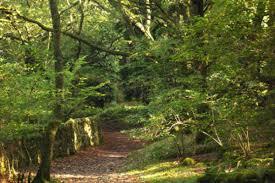 Landscapes Designing Maintenance