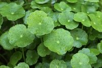 Gotu Kola Extract